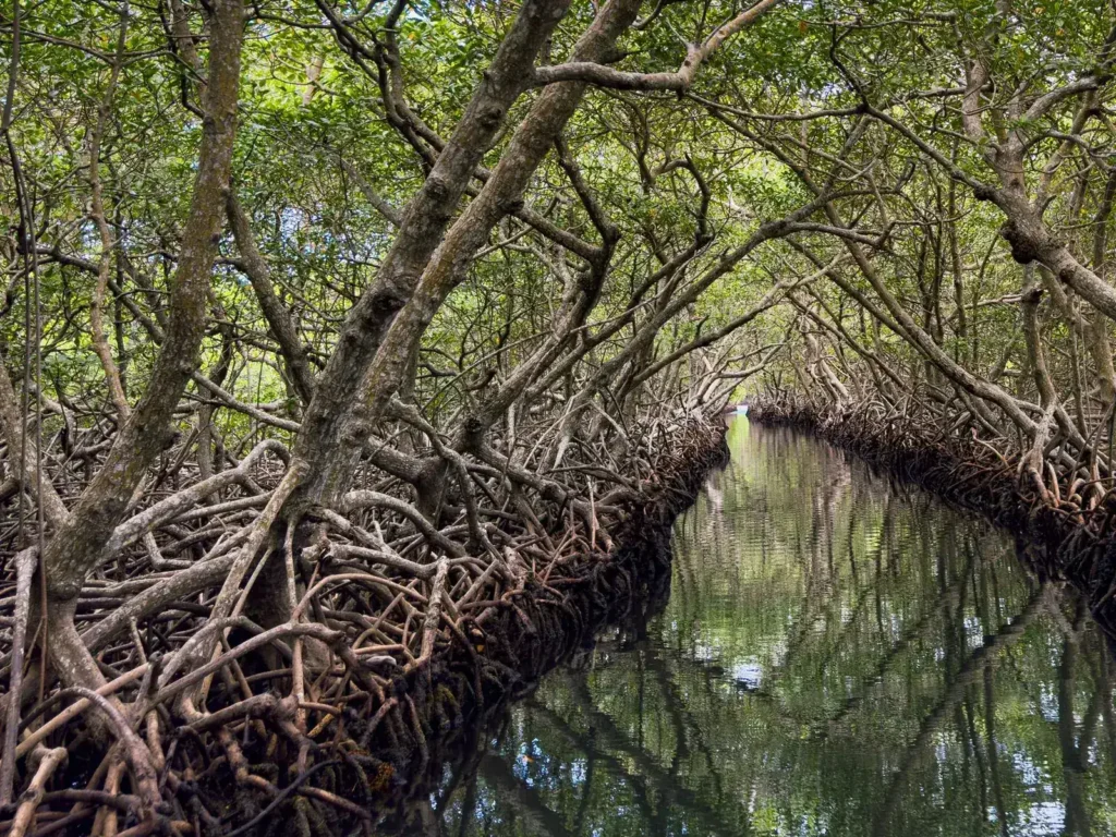 Compensación de Carbono en México Manglar